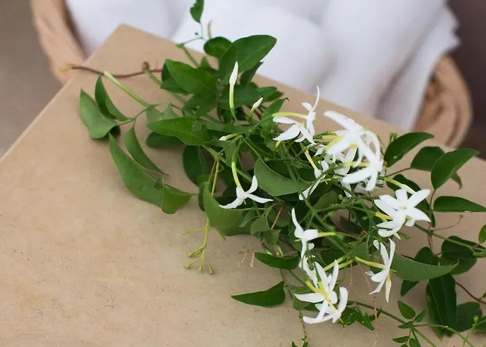 Lejlighedshotel Aspro Hersonissos (Crete)